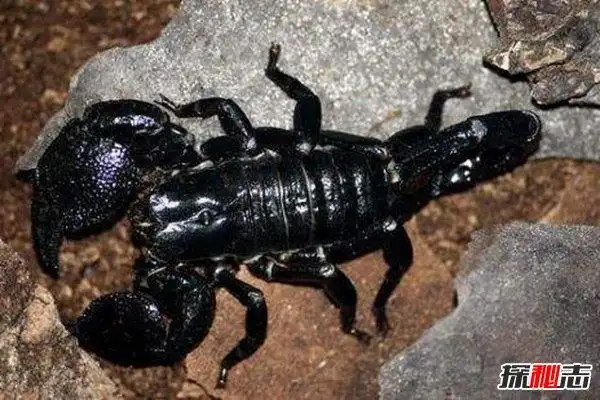 世界十大毒虫 疟蚊携带病毒每年700多万人感染