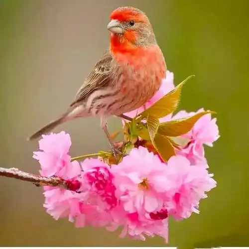 分享图片一鸟语花香,人间仙境,真是太美啦