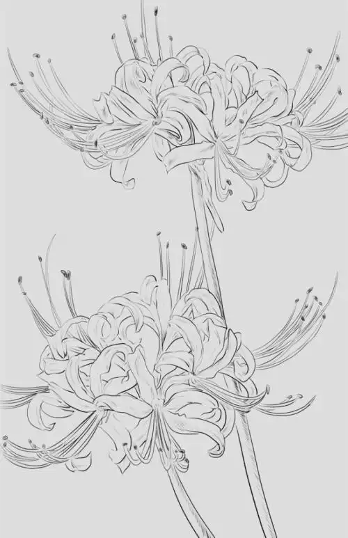 曼珠沙华简笔画怎么画