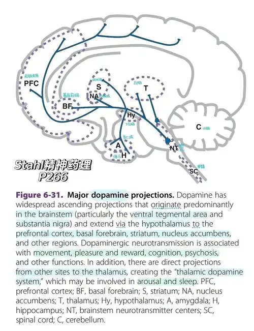 dopamine has widespread ascending projections多巴胺有广泛的上升