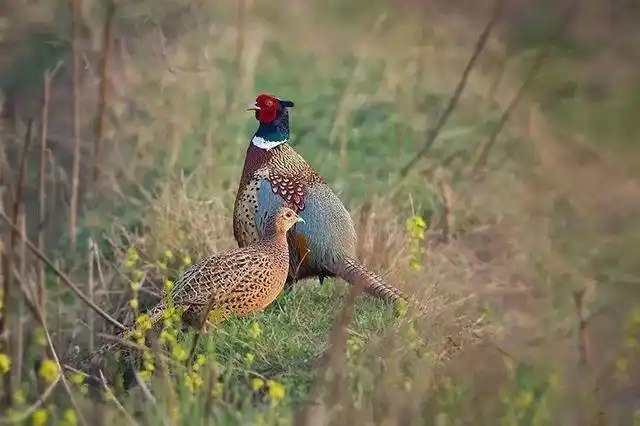 农村野鸡泛滥专门喜爱啄食种子村民虽然很烦却不能捉