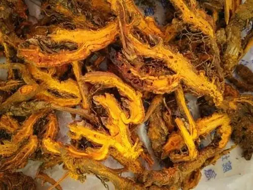 天上黄水 地上"黄连"--2016年黄水黄连市场调研