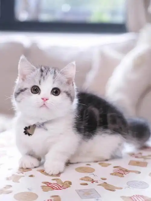 精品起司曼基康矮脚猫曼赤肯短腿猫