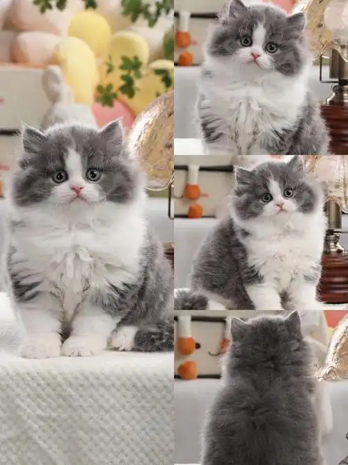 高地蓝白多少钱一只?高地蓝白价格?