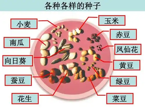 种子的萌发(四年级)