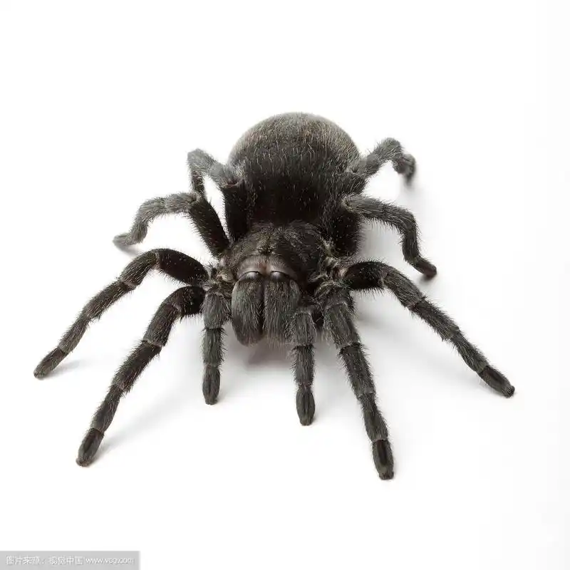 巴西黑蜘蛛,蜘蛛