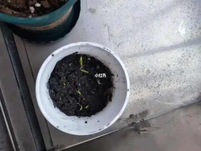 满天星种植记录-3(观察)