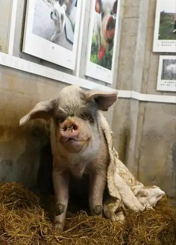 13岁"猪坚强"盖棉被烤暖器迎寒潮