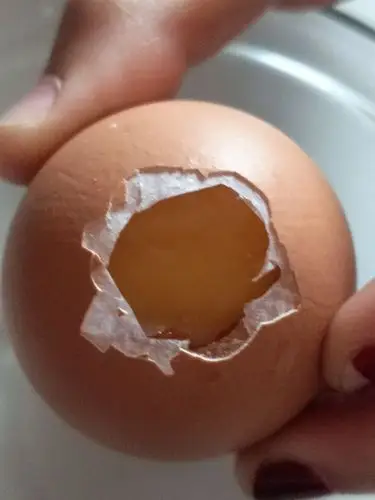 观察鸡蛋的结构