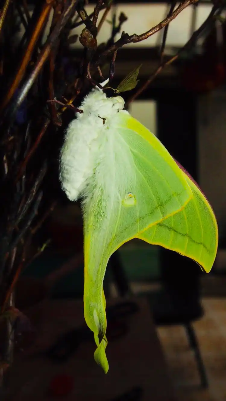 一只绿尾大蚕蛾的蜕变过程,短暂而美丽