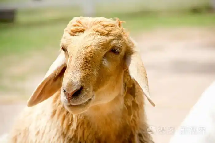 白色和棕色羊的特写眼睛