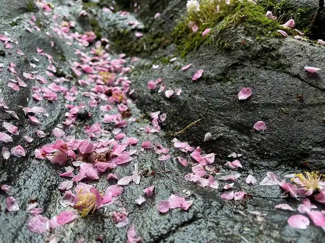 雨后的樱花落花