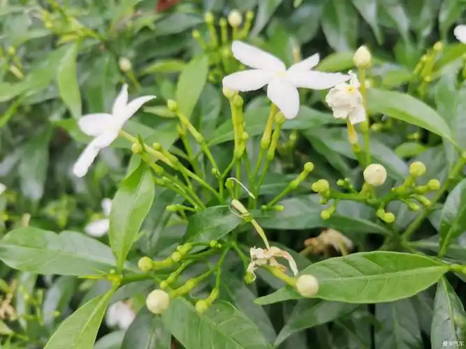 【大玩家】观赏珍珠狗牙花-爱卡汽车网论坛