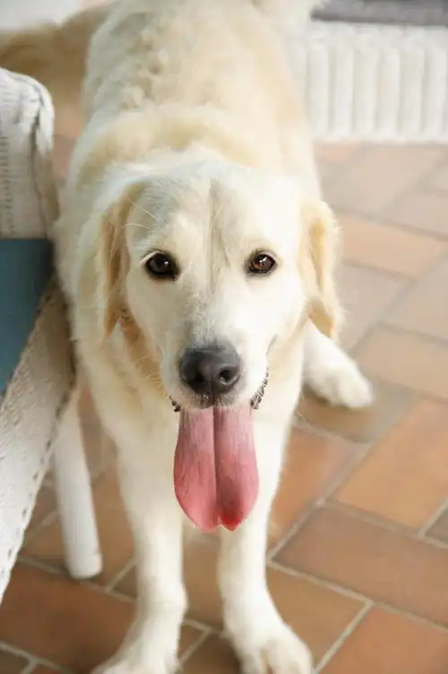 地砖,地面,注视,金毛犬,吐舌头,一只,动物,观察,看,伸舌头,站着,吐舌