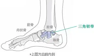 三角韧带 *上图为右脚内侧