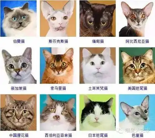 世界名猫