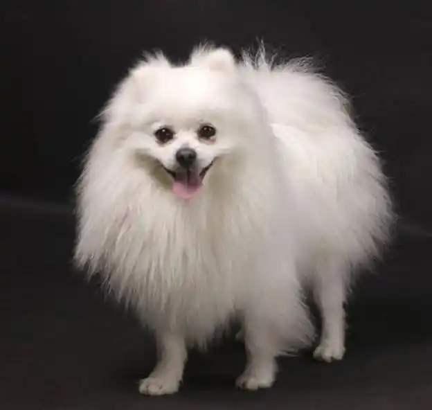 德国狐狸犬都非常聪明,活泼还因脸部长相与狐狸相似而得名,但却分大型