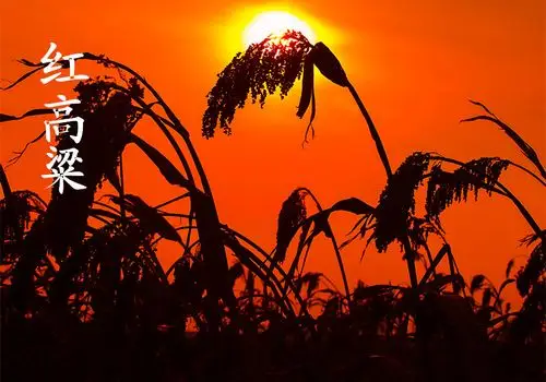 【音画制作素材】红高粱组图 同步歌词