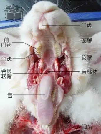 兔解剖学图谱