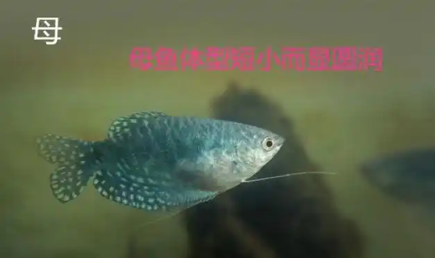 曼龙鱼怎么分公母