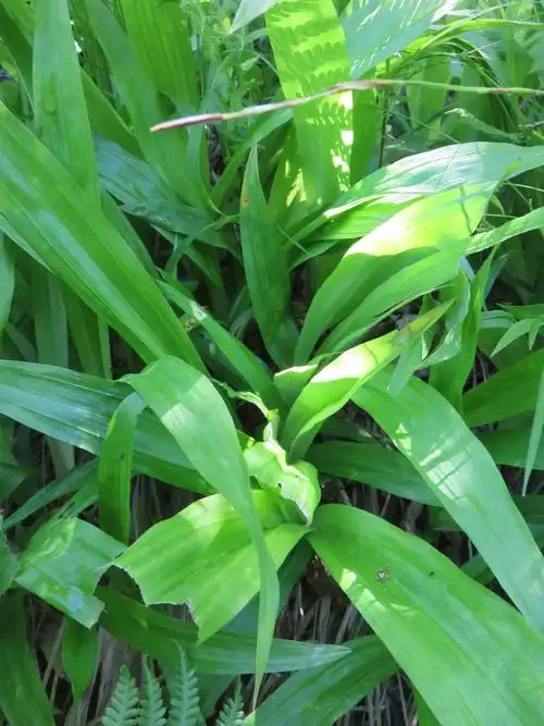 后河宽叶薹草03