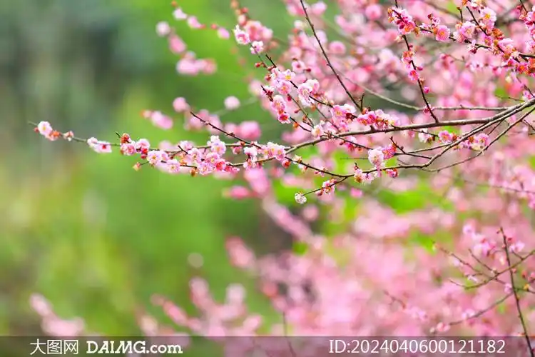 春季枝头盛开的樱花高清摄影图片