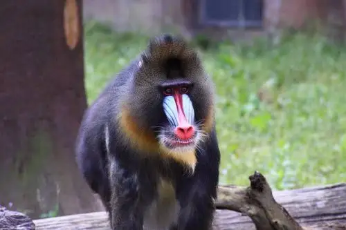 世界上最凶的猴子,俗称"鬼狒狒",三五只就能猎杀一头狮子