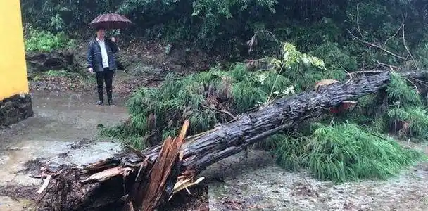 1999年一夜狂风,湖北磨山710棵百年老树被折断,村民