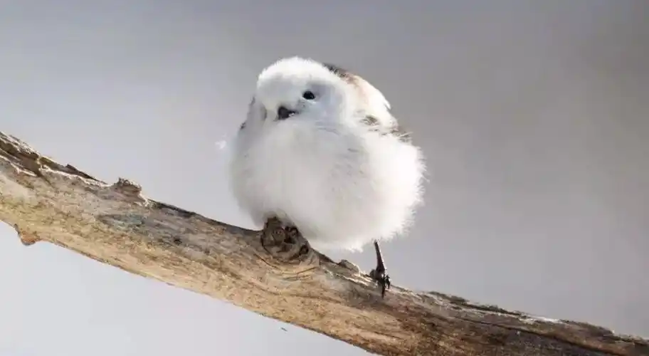 世界上最萌10种小动物新鲜出炉看到第一种我就笑了