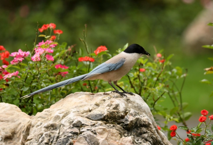 灰喜鹊华北亚种一种有原则的鸟能蹦跳决不走地绝不去针叶林