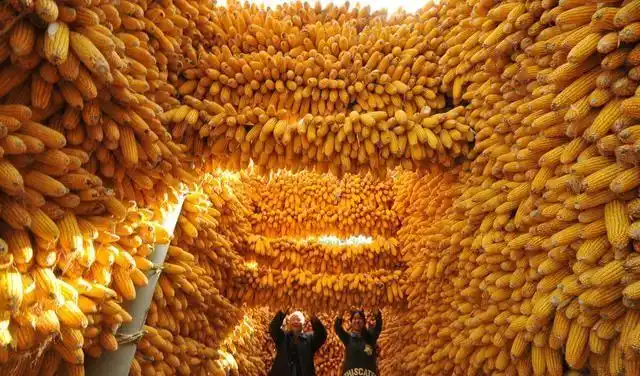 世界上生产玉米最多的国家是哪国呢(世界十大玉米生产国)