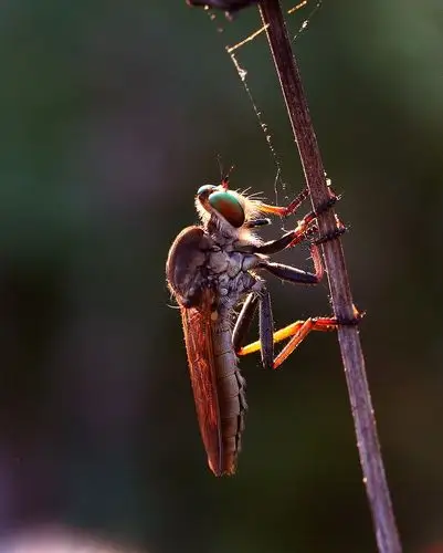 【飞虫 3】 第 4 幅查看大图曝光:1/80 sec光圈:f8快门:1/82 seciso