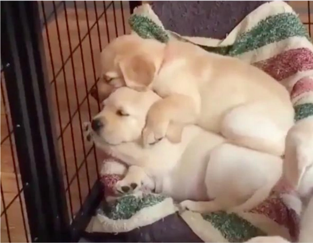 「拍拍唷～不怕不怕!我来陪你一起睡觉～」