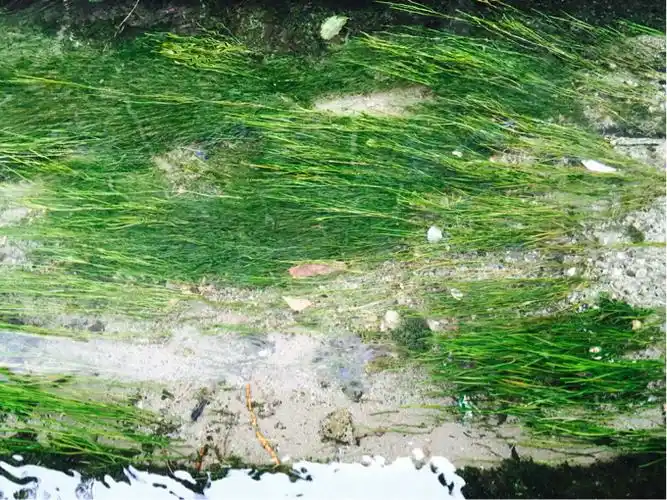 软泥上的青荇, 油油的在水底招摇