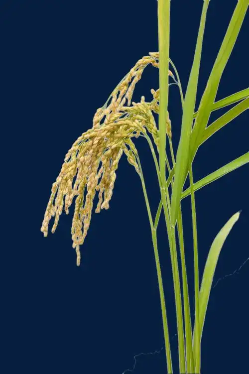 国潮手绘风二十四节气小满稻穗元素设计