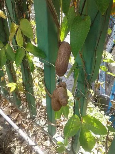 请问这是什么植物_百度知道