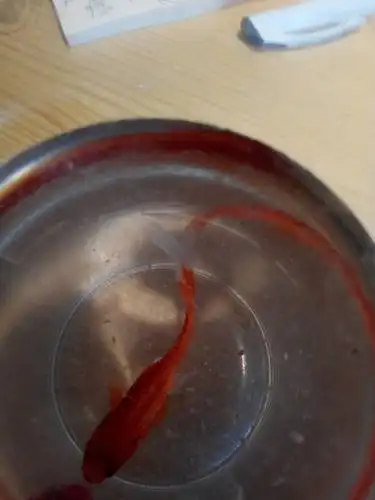 我家的红鲤鱼是不是怀孕了?肚肚有点鼓