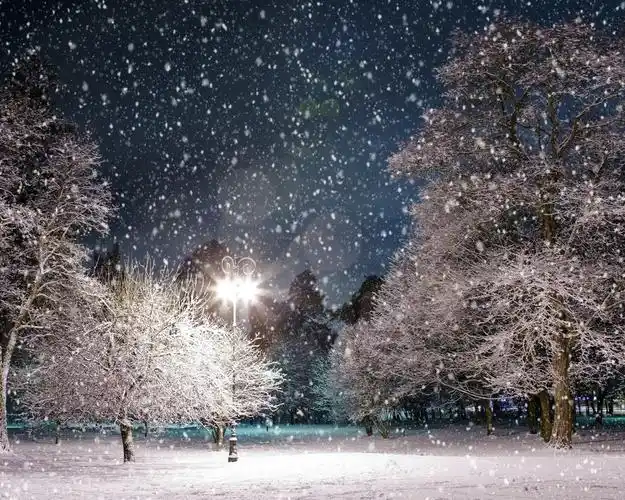 冬天,树木,灯,下雪,晚上