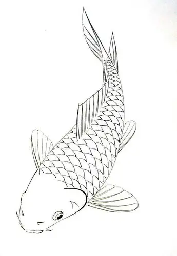鲤鱼白描图