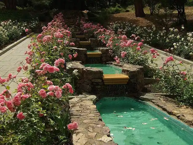 莫康玫瑰花园(morcom rose garden)
