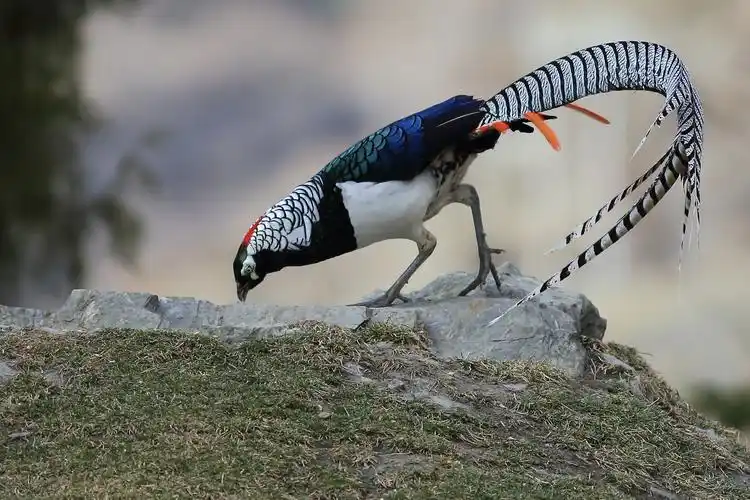 康定与白腹锦鸡