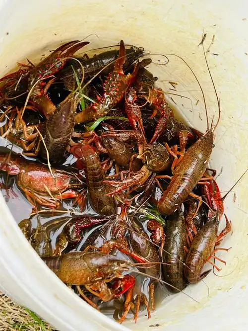 第一次钓小龙虾02