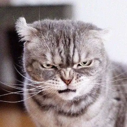 一脸凶狠表情的小猫咪,真是天生的表情包贡献者!