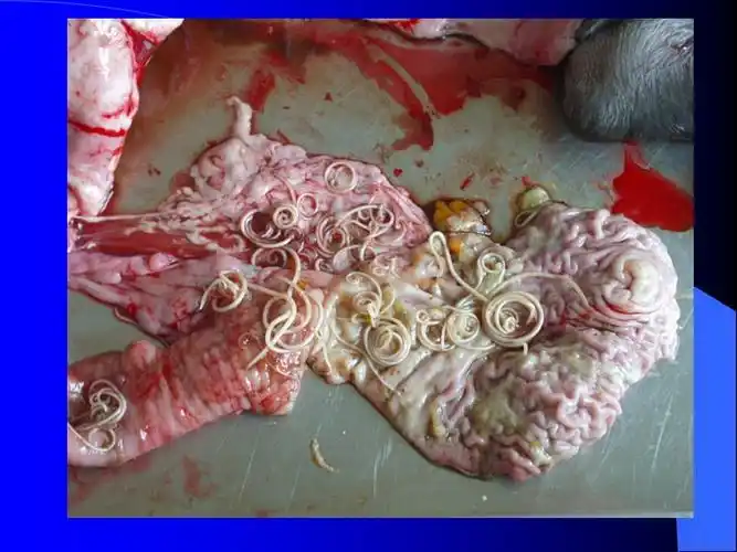 蛔虫及蛔虫病ppt