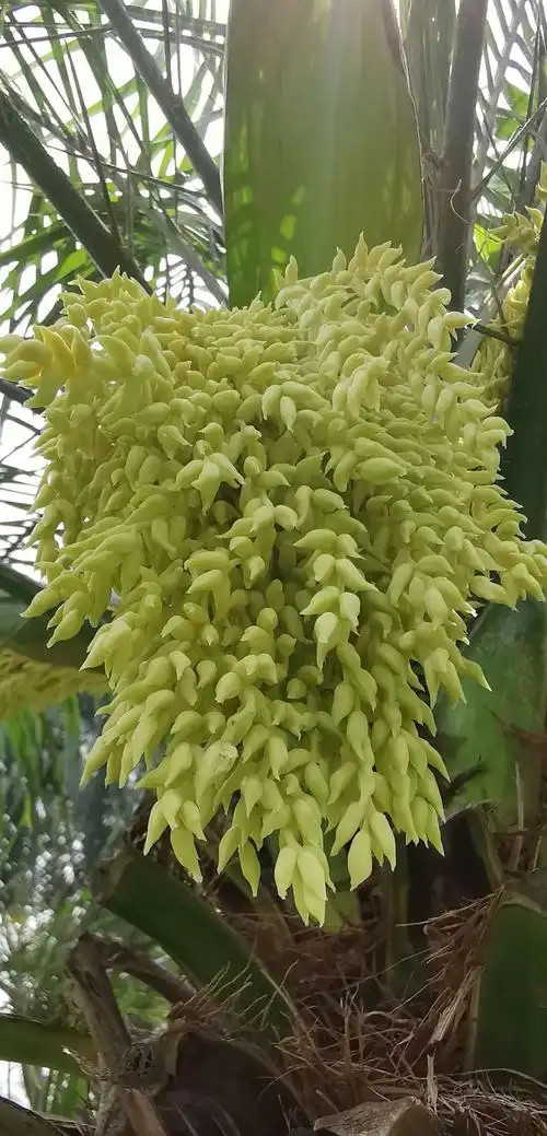 软叶刺葵花欣赏