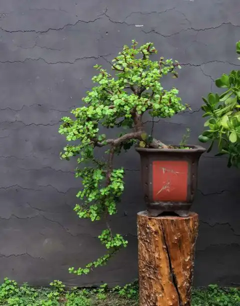 天冷了,金枝玉叶这样养,繁花似锦,轻松变老桩盆景!