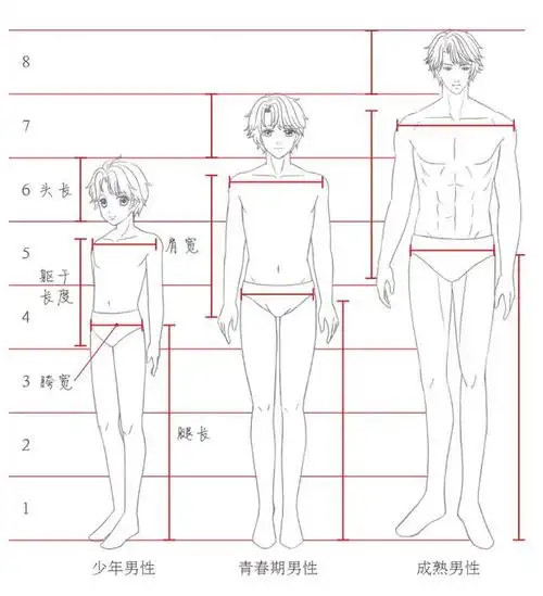 男性人体比例分析在绘制人体时,定出八小点就可以比较直观地看到