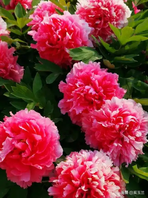 朋友们谁有漂亮的牡丹花来晒晒吧