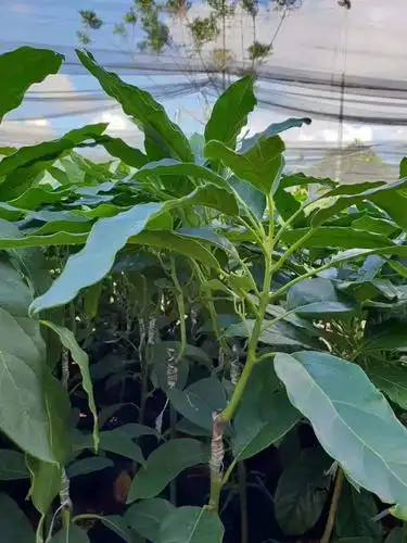 牛油果苗 0.5米以下