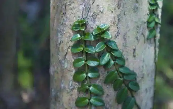 农村植物上树龙价值昂贵是名贵的中草药却被农民当草除